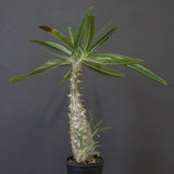 P.グラキリス（実生）328