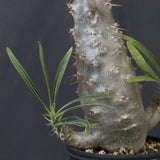 P.グラキリス（実生）328