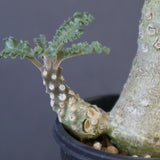 D.ラブラニー 42