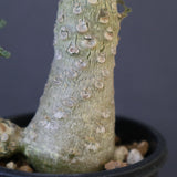 D.ラブラニー 42