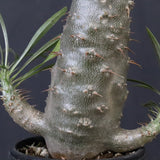 P.グラキリス（実生）328