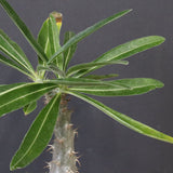 P.グラキリス（実生）328