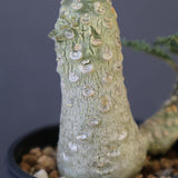 D.ラブラニー 42