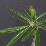 P.グラキリス（実生）328