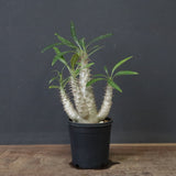 P.グラキリス（実生）292