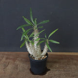 P.グラキリス（実生）292