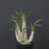 P.グラキリス（実生）292