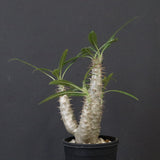 P.グラキリス（実生）292