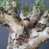 T.レティキュラータス 77