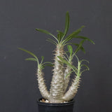 P.グラキリス（実生）292