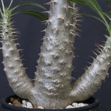 P.グラキリス（実生）292