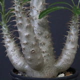 P.グラキリス（実生）292