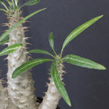 P.グラキリス（実生）292