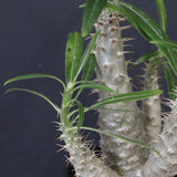 P.グラキリス（実生）292