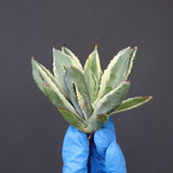 【ベアルート】アガベ キュービック錦 EC1057