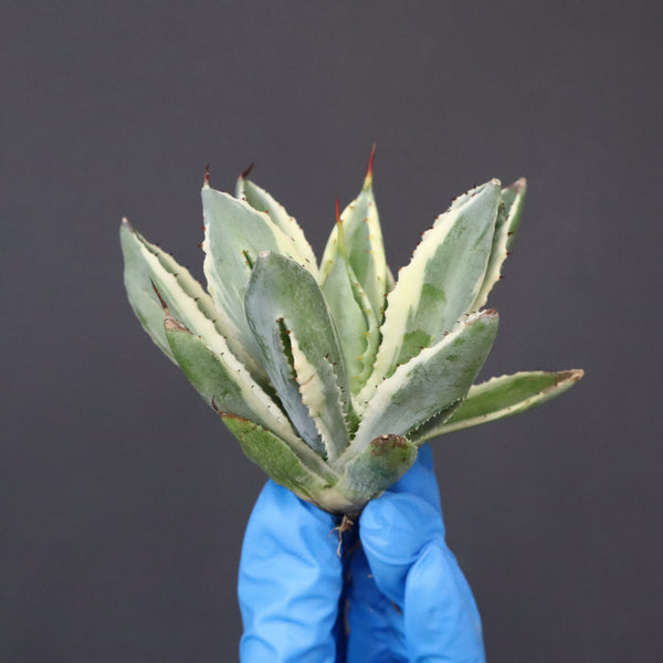 【ベアルート】アガベ キュービック錦 EC1057