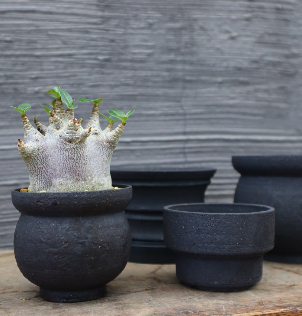 TaiShoDo ONLINE SHOP 塊根植物 多肉植物通販