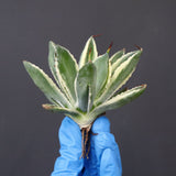 【ベアルート】アガベ キュービック錦 EC1057