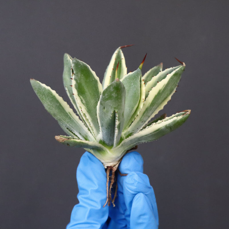 【ベアルート】アガベ キュービック錦 EC1057