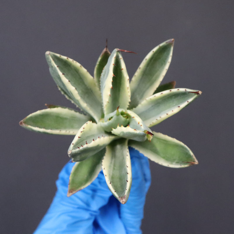 【ベアルート】アガベ キュービック錦 EC1057