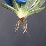 【ベアルート】アガベ キュービック錦 EC1057