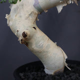 【Plants greed】C.カタフ 61