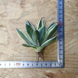 【ベアルート】アガベ キュービック錦 EC1057