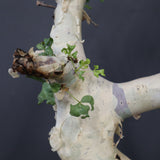 【Plants greed】C.カタフ 61