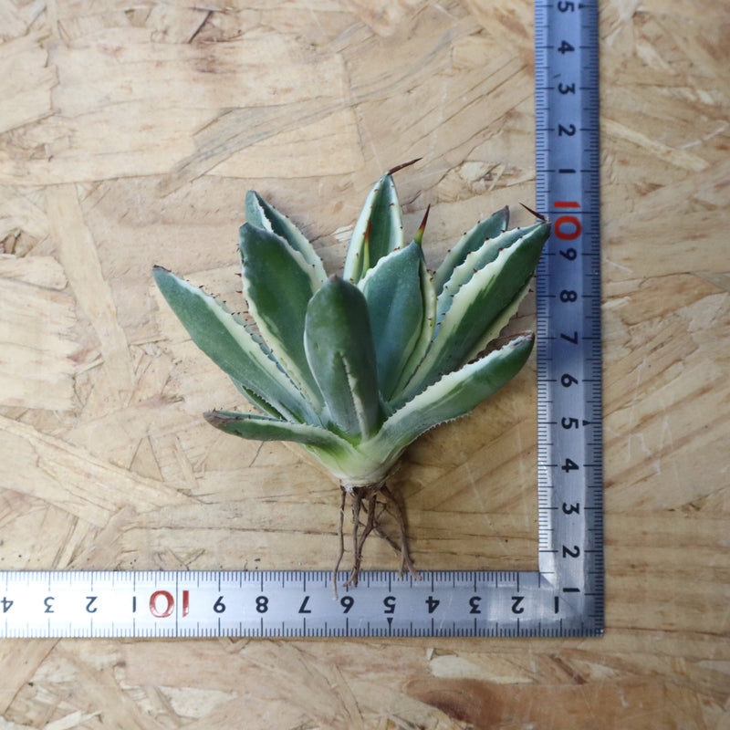 【ベアルート】アガベ キュービック錦 EC1057