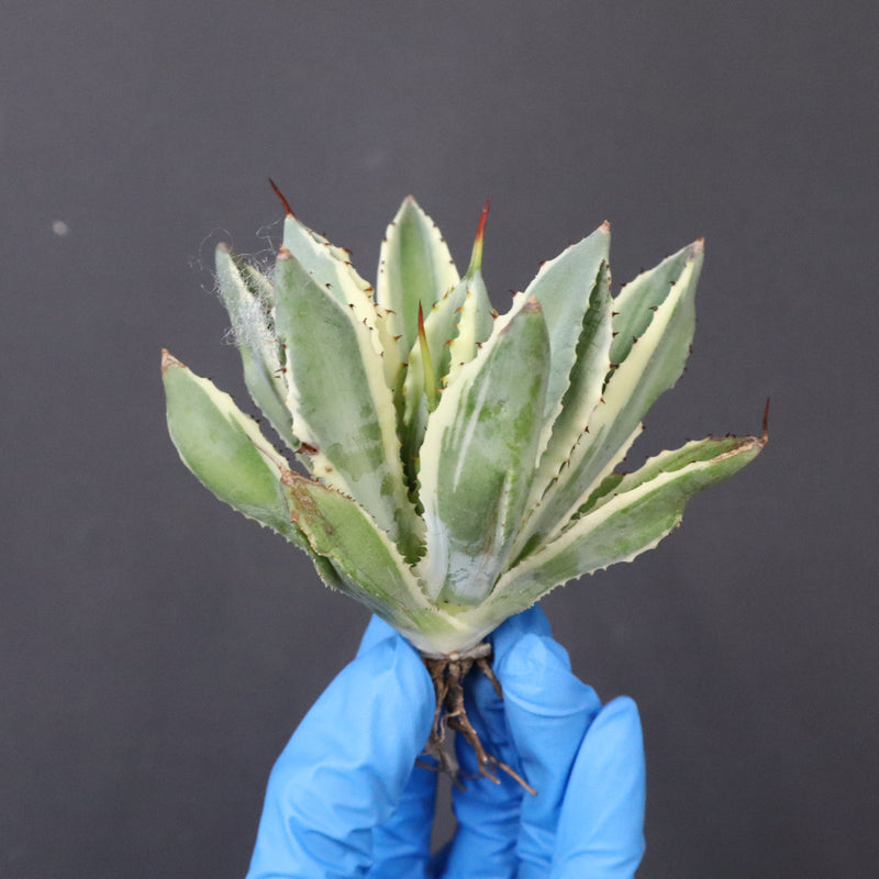 【ベアルート】アガベ キュービック錦 EC1058