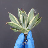 【ベアルート】アガベ キュービック錦 EC1058