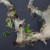 【Plants greed】C.カタフ 61