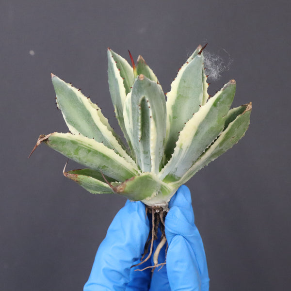 【ベアルート】アガベ キュービック錦 EC1058