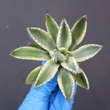 【ベアルート】アガベ キュービック錦 EC1058