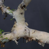 【Plants greed】C.カタフ 61