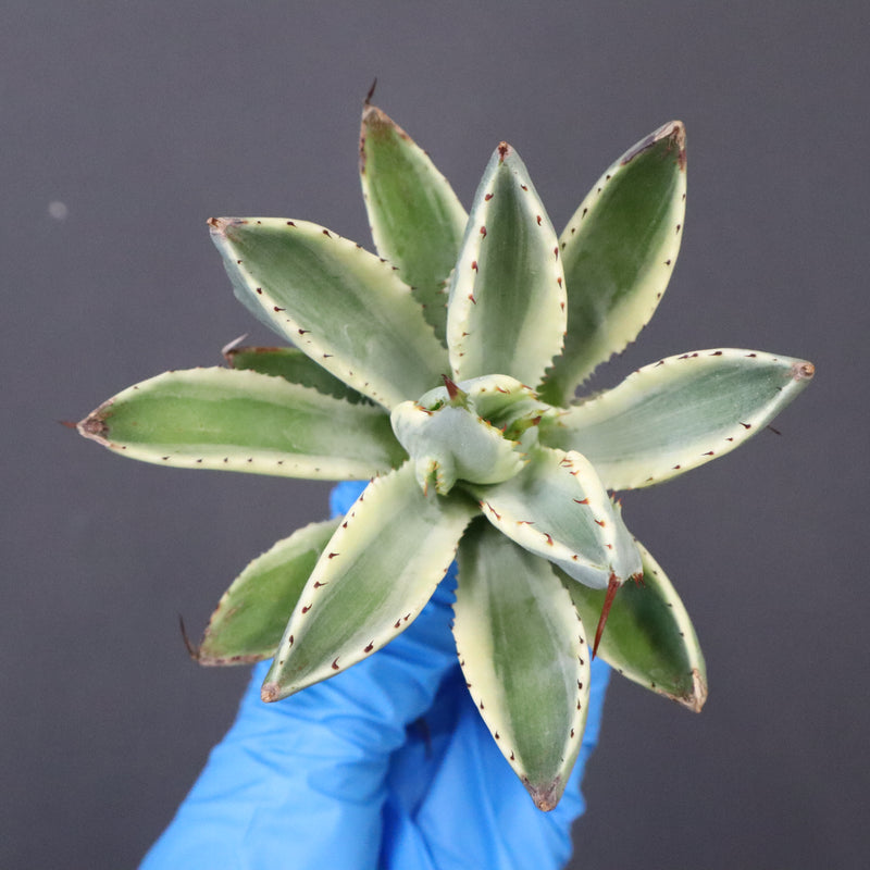 【ベアルート】アガベ キュービック錦 EC1058