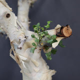 【Plants greed】C.カタフ 61