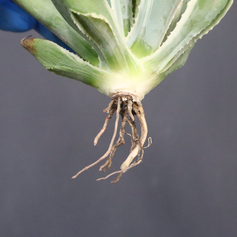 【ベアルート】アガベ キュービック錦 EC1058