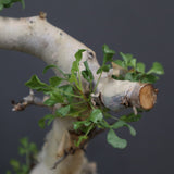 【Plants greed】C.カタフ 61