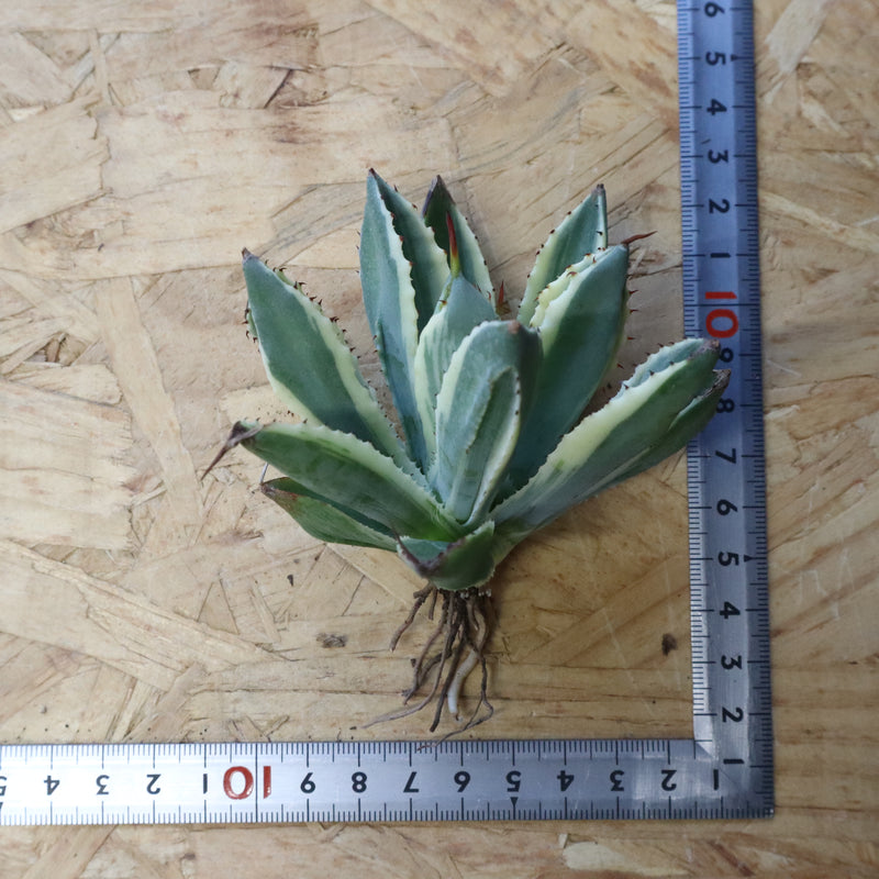 【ベアルート】アガベ キュービック錦 EC1058