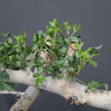【Plants greed】C.カタフ 61