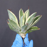 【ベアルート】アガベ キュービック錦 EC1059