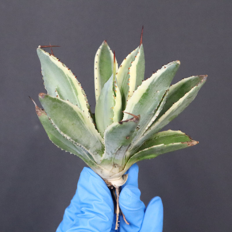 【ベアルート】アガベ キュービック錦 EC1059