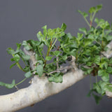 【Plants greed】C.カタフ 61