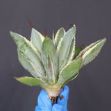 【ベアルート】アガベ キュービック錦 EC1059