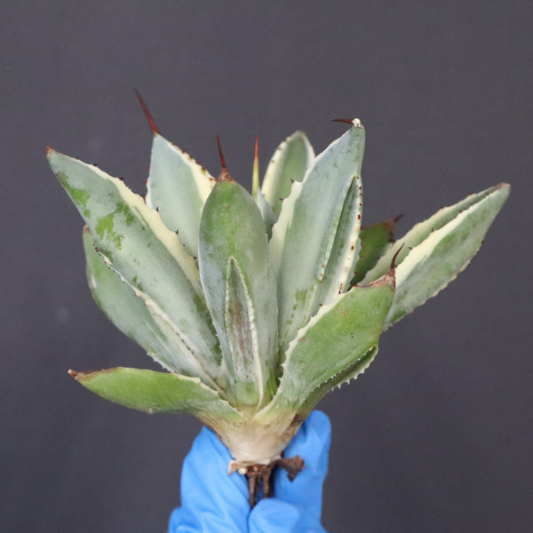 【ベアルート】アガベ キュービック錦 EC1059