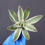 【ベアルート】アガベ キュービック錦 EC1059