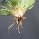 【ベアルート】アガベ キュービック錦 EC1059