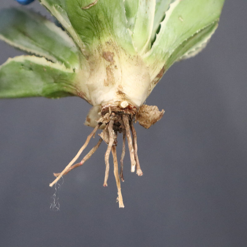 【ベアルート】アガベ キュービック錦 EC1059