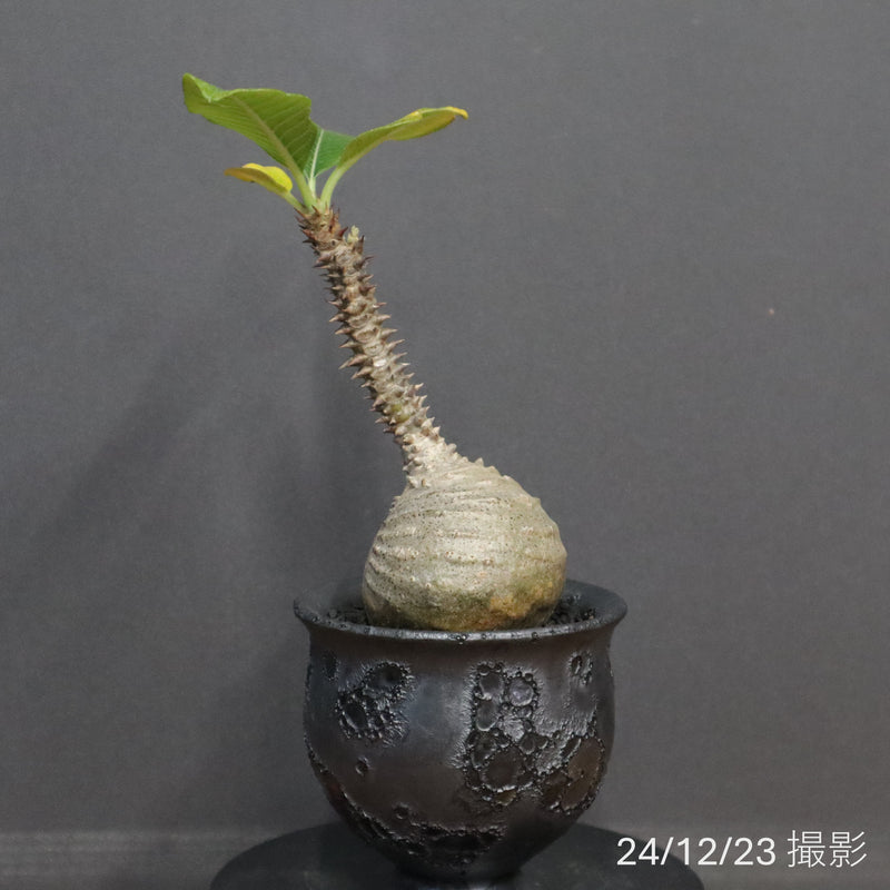 【中川智治陶器鉢】P.ウィンゾリー 70
